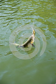European chub caught on a crankbait in lake