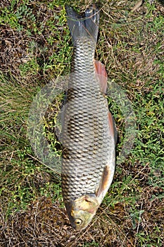 European chub on grass