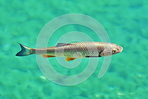 European Chub Squalius Cephalus