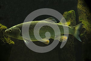 The European Chub Squalius cephalus.