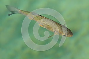 The european chub & x28;Squalius cephalus& x29; in the clean blue water. Brown fish in the water