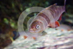 The european chub Squalius cephalus in the clean green water