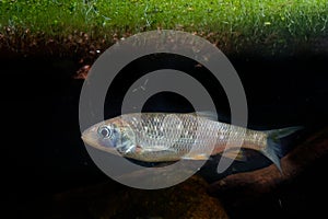 The european chub Squalius cephalus in the water under green water plants. Brown fish in the water