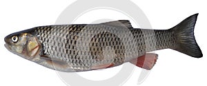 European chub on white