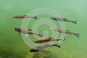 European chubs swimming in the river Lech at Landsberg in Bavaria