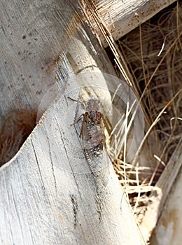 European cicada