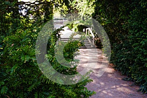 European city park. Path With Green Trees and Grass in Public Park. Beautiful Alley, road In Park