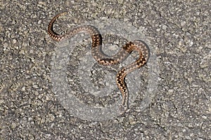 European classic poison snake