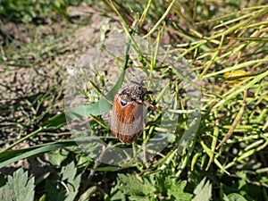 European cockchafer, Maybug or doodlebug (Melolontha hippocastani) crawlingona plant in bright sunlight in summer