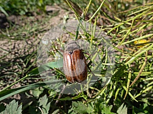 European cockchafer, Maybug or doodlebug (Melolontha hippocastani) crawlingona plant in bright sunlight in summer