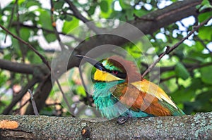 European color bird Bee-eater Merops apiaster bee-eater family Meropidae macro photography. Nature green tree background