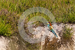 European colorful bee-eater (Merops apiaster) outdoor