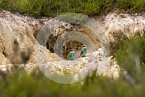 European colorful bee-eater (Merops apiaster) outdoor