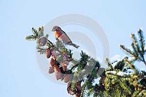 European colorful songbird Red crossbill, Loxia curvirostra