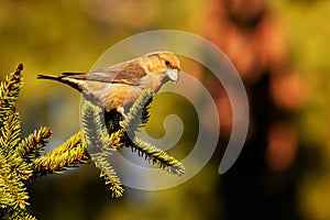 European colorful songbird Red crossbill, Loxia curvirostra perched on a spruce branch in Estonian forest.