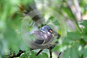 European columba palambus sit alone agains greeny natural background summertime