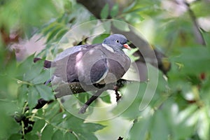 European columba palambus sit alone agains greeny natural background summertime