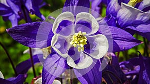 European columbine, common columbine (Aquilegia vulgaris) - unusual white and purple flowers