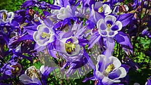 European columbine, common columbine (Aquilegia vulgaris) - unusual white and purple flowers