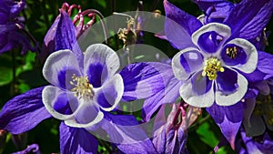 European columbine, common columbine (Aquilegia vulgaris) - unusual white and purple flowers