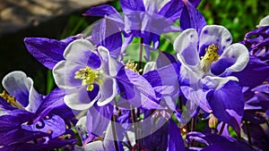 European columbine, common columbine (Aquilegia vulgaris) - unusual white and purple flowers