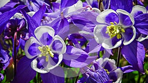 European columbine, common columbine (Aquilegia vulgaris) - unusual white and purple flowers