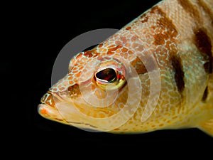 European Comber Fish