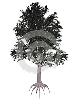 European or common beech, fagus sylvatica tree -