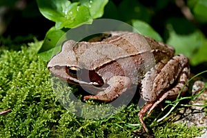 European Common Brown Frog, Rana temporaria