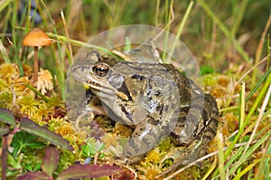 European common brown frog (Rana temporaria)