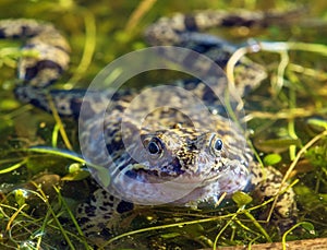 European Common brown grass Frog Rana temporaria