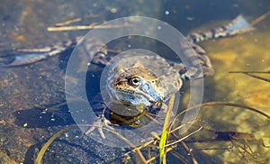 European Common brown grass Frog Rana temporaria