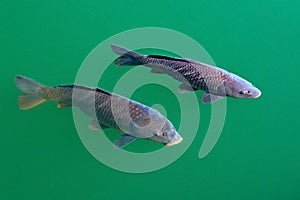 European  common carp, Cyprinus carpio, widespread freshwater fish in the green blue water. Carp in the habitat, pond lake in