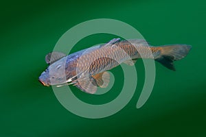 European  common carp, Cyprinus carpio, widespread freshwater fish in the green blue water. Carp in the habitat, pond lake in