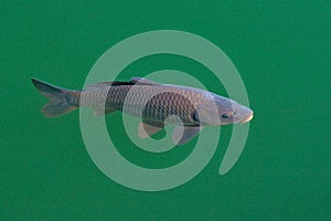 European  common carp, Cyprinus carpio, widespread freshwater fish in the green blue water. Carp in the habitat, pond lake in