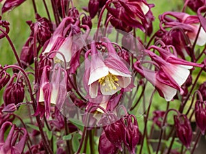 European, common columbine (Aquilegia vulgaris) flowering with pendent flowers with strongly spurs i