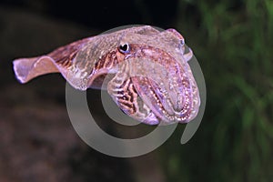 European common cuttlefish