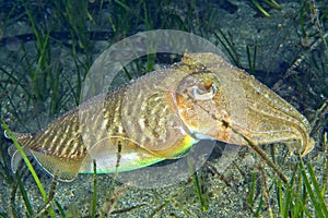 European Common Cuttlefish, Cabo Cope Puntas del Calnegre Natural Park, Spain photo