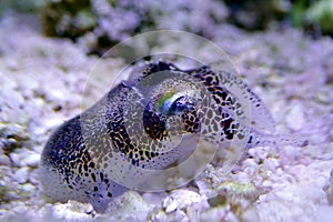 European common cuttlefish - Sepia officinalis