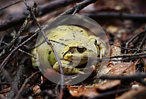 European common frog calmly sitting in the vegetaiton between needles and dried leaves. European common brown frog with brown eyes