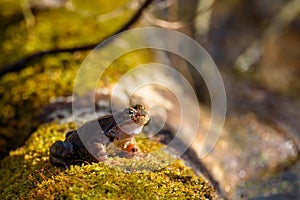 European common frog Rana temporaria