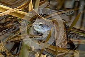 European Common Frog (Rana temporaria) in blue wed