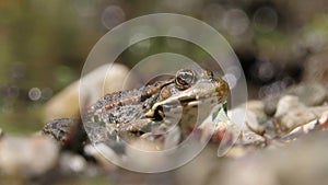 European common frog Rana temporaria breathing with blurred background and foreground looking curiously