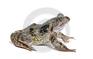 European common frog, Rana temporaria, isolated on white