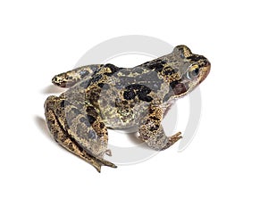 European common frog, Rana temporaria, isolated on white