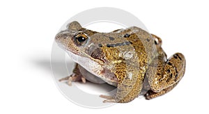 european common frog, Rana temporaria, Isolated on white