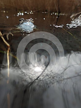 European or common frog, Rana temporaria, surrounded by frogspawn. Blackford Pond, Edinburgh