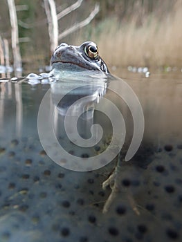 European or common frog, Rana temporaria, surrounded by frogspawn. Blackford Pond, Edinburgh