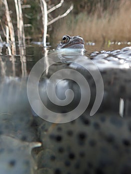 European or common frog, Rana temporaria, surrounded by frogspawn. Blackford Pond, Edinburgh