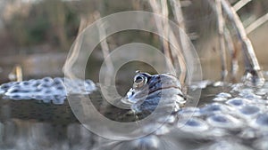 European or common frog, Rana temporaria, surrounded by frogspawn. Blackford Pond, Edinburgh